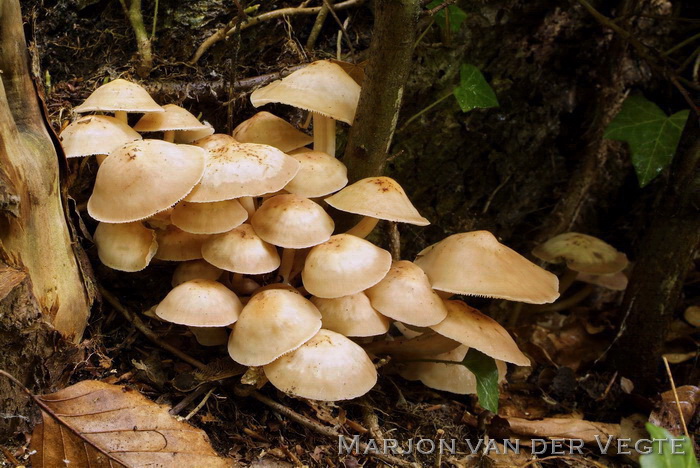 Spoelvoetcollybia - Gymnopus fusipes